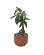 Cargar imagen en el visor de la galería, Money Tree