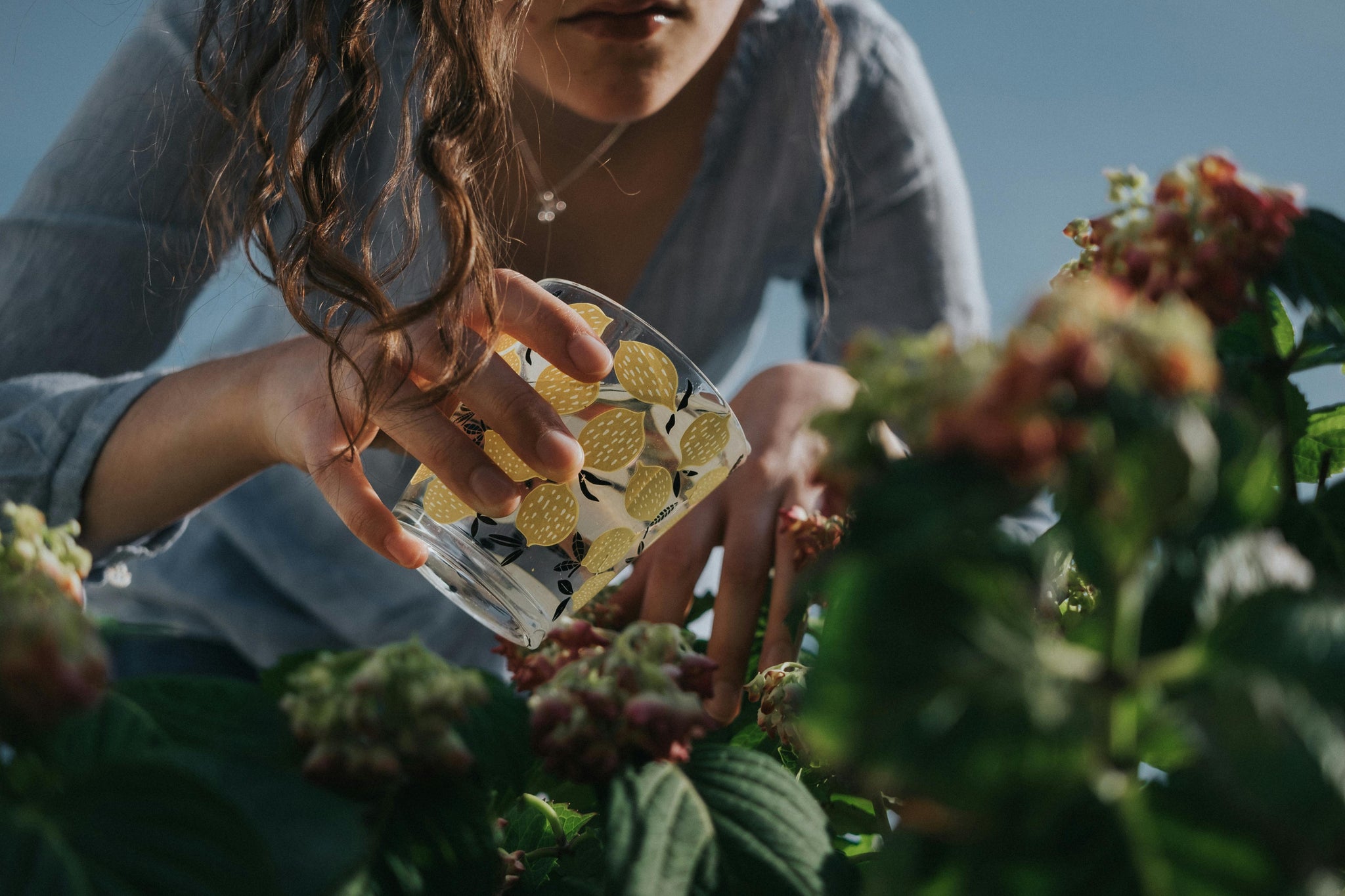 Cuidados básicos para plantas