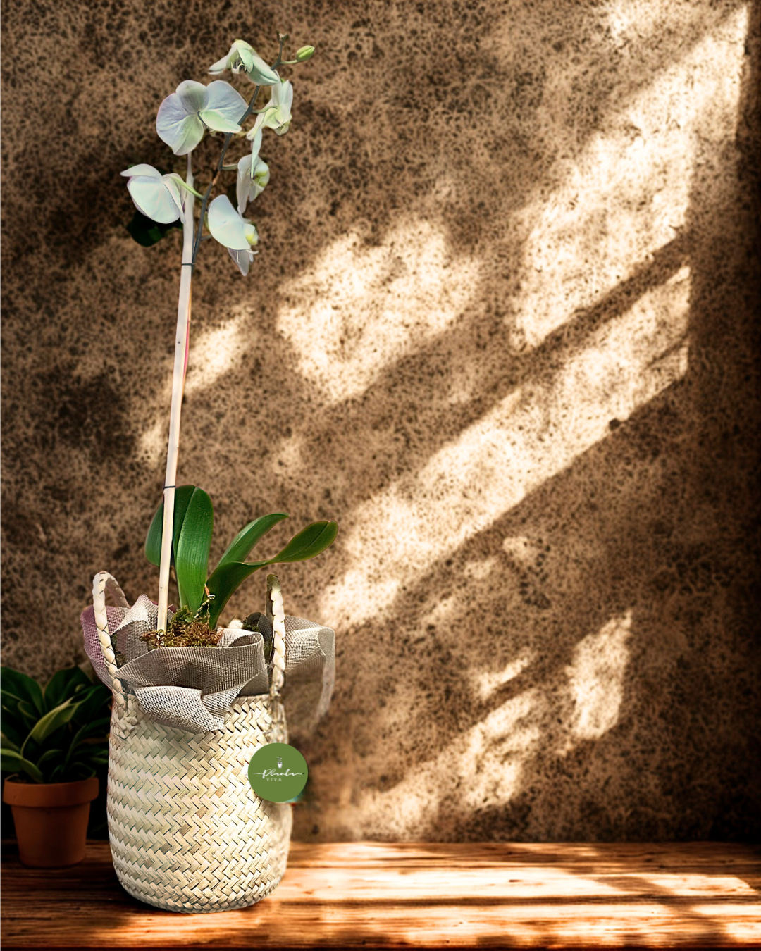 Orquídea Oaxaca