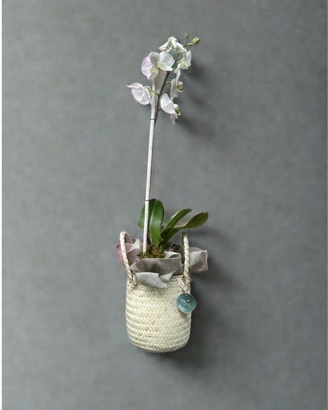 Orquídea Oaxaca