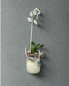 Orquídea Oaxaca