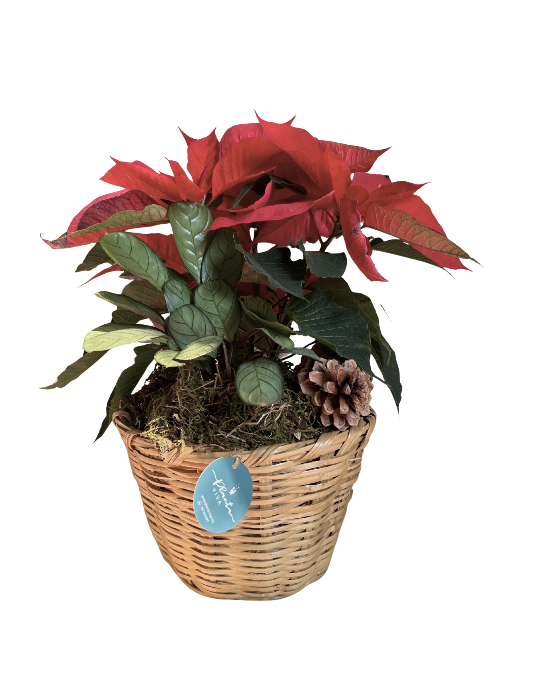 Tradición Navideña