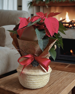 Cargar imagen en el visor de la galería, Nochebuena Alma
