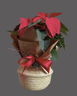 Cargar imagen en el visor de la galería, Nochebuena Alma
