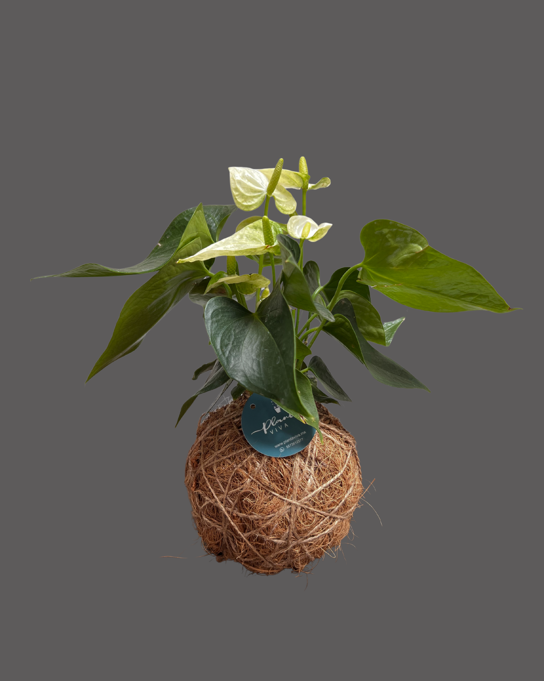 Kokedama Anturio