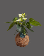 Cargar imagen en el visor de la galería, Kokedama Anturio
