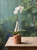 Cargar imagen en el visor de la galería, Orquídea Barro Flow
