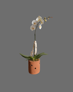 Cargar imagen en el visor de la galería, Orquídea Barro Flow
