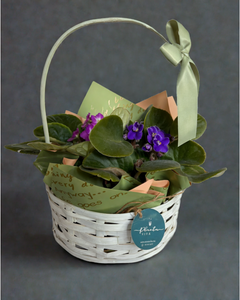 Violeta Bloom