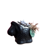 Cargar imagen en el visor de la galería, Borrego Abundancia
