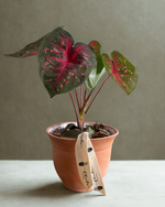 Cargar imagen en el visor de la galería, Caladium
