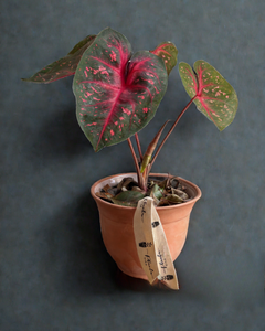 Caladium