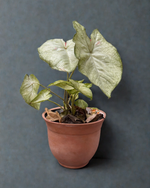 Cargar imagen en el visor de la galería, Caladium
