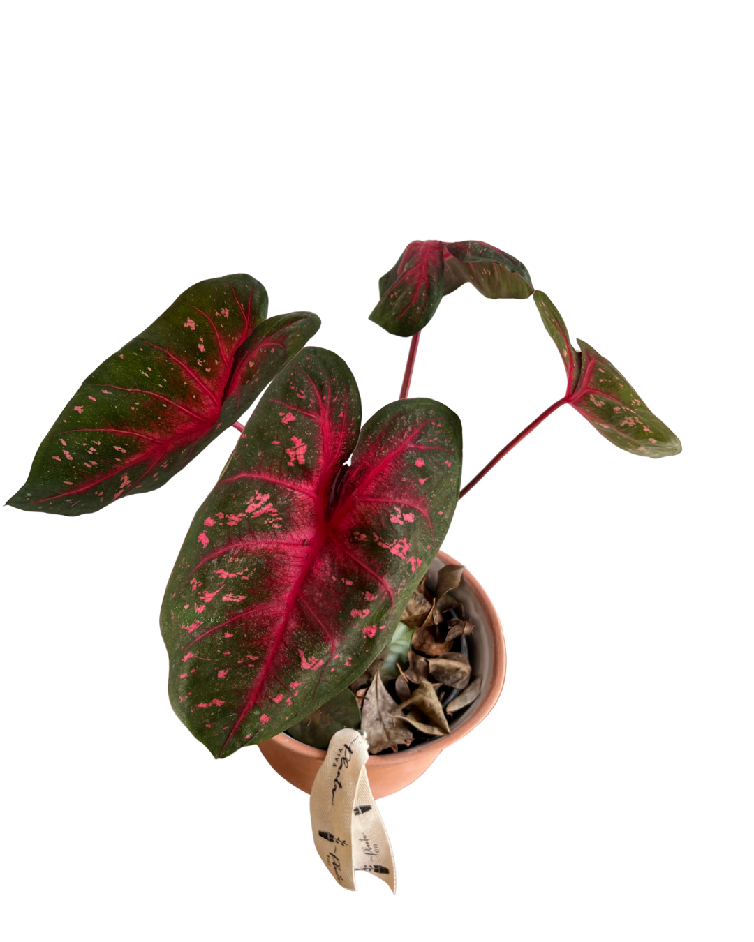 Caladium