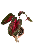 Cargar imagen en el visor de la galería, Caladium
