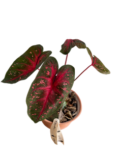 Caladium