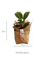 Cargar imagen en el visor de la galería, Cebra Natural
