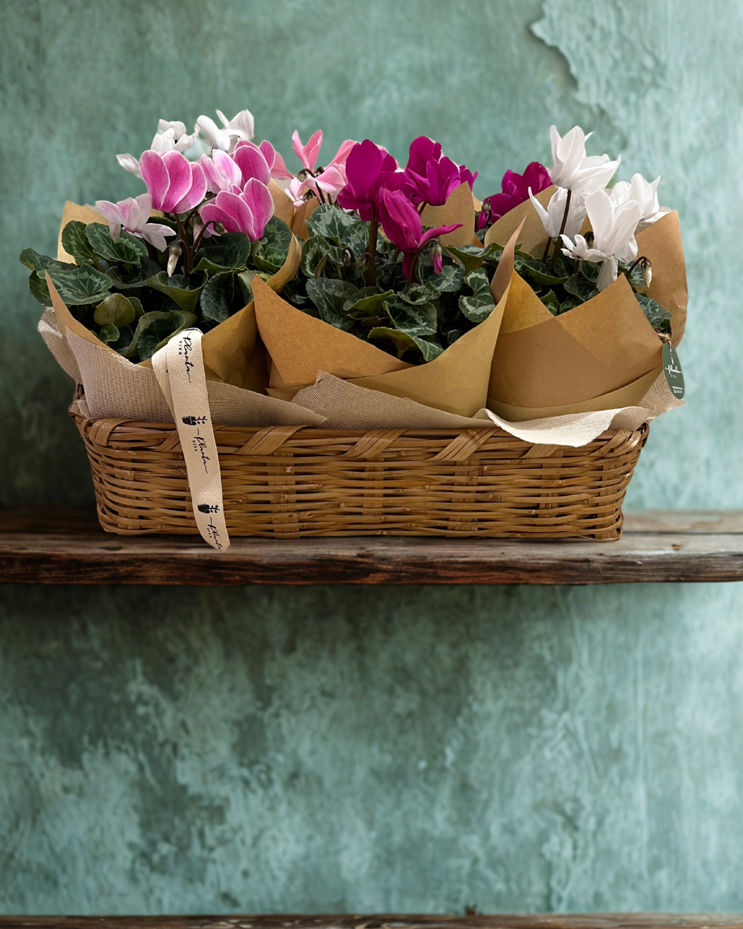 Canasta Cyclamen