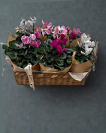 Cargar imagen en el visor de la galería, Canasta Cyclamen
