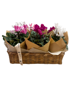 Cargar imagen en el visor de la galería, Canasta Cyclamen

