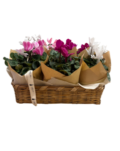 Canasta Cyclamen