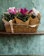 Cargar imagen en el visor de la galería, Canasta Cyclamen
