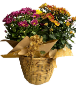 Cargar imagen en el visor de la galería, Cesto Crisatemos
