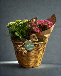 Cesto Kalanchoes
