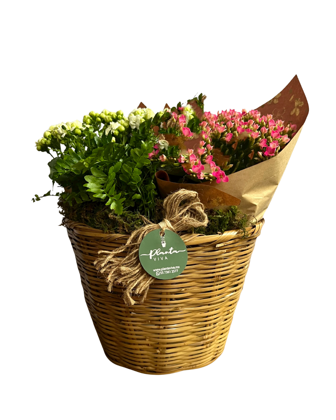 Cesto Kalanchoes