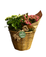Cargar imagen en el visor de la galería, Cesto Kalanchoes
