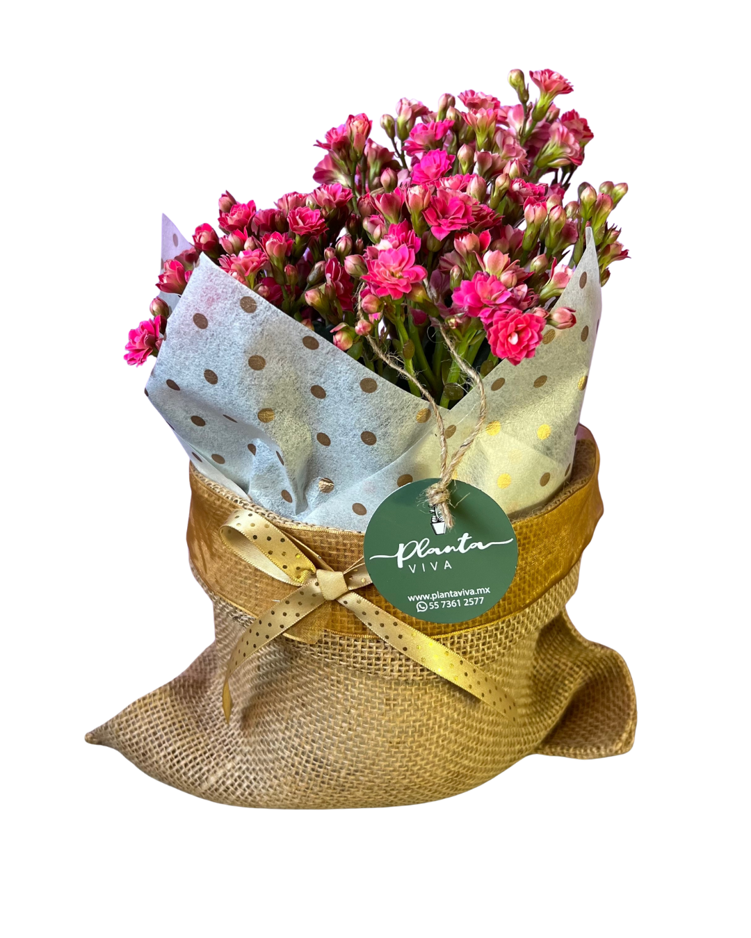 Costalitos en Flor