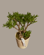 Cargar imagen en el visor de la galería, Crassula Gollum
