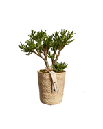 Cargar imagen en el visor de la galería, Crassula Gollum
