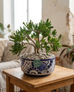 Cargar imagen en el visor de la galería, Crassula
