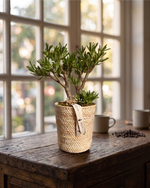 Cargar imagen en el visor de la galería, Crassula Gollum
