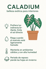 Cargar imagen en el visor de la galería, Caladium
