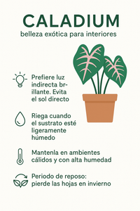 Caladium
