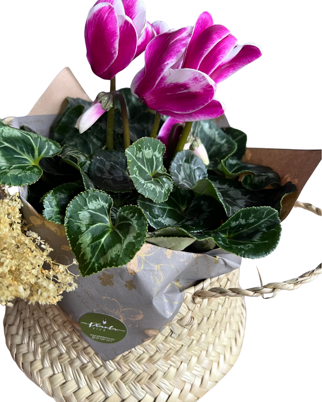 Cyclamen Palmita