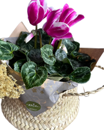 Cargar imagen en el visor de la galería, Cyclamen Palmita
