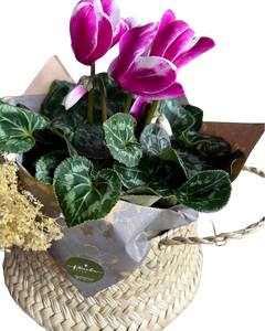 Cyclamen Palmita