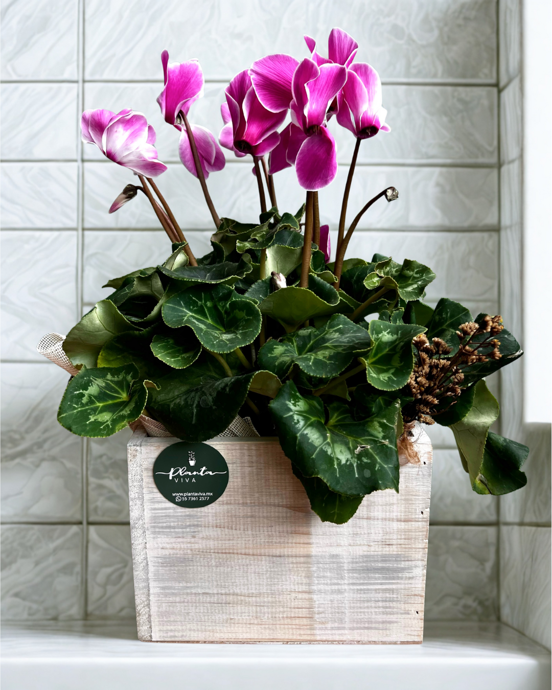 Cyclamen Vintage