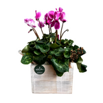 Cargar imagen en el visor de la galería, Cyclamen Vintage
