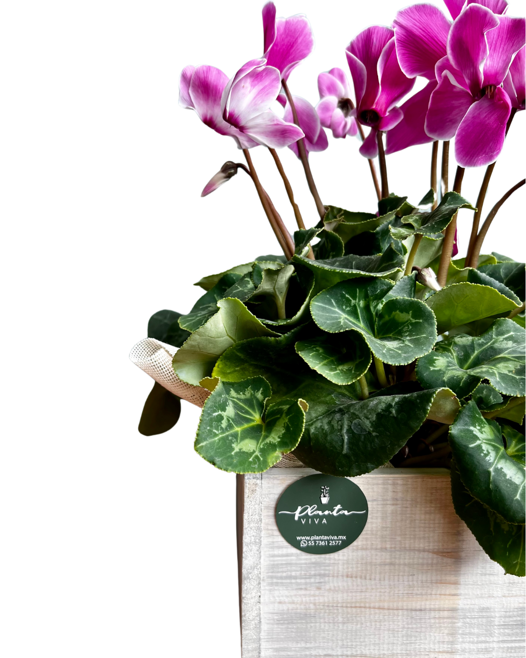 Cyclamen Vintage