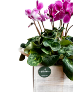 Cargar imagen en el visor de la galería, Cyclamen Vintage
