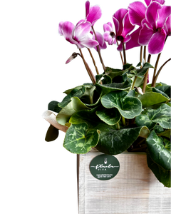 Cyclamen Vintage