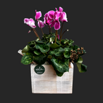 Cargar imagen en el visor de la galería, Cyclamen Vintage
