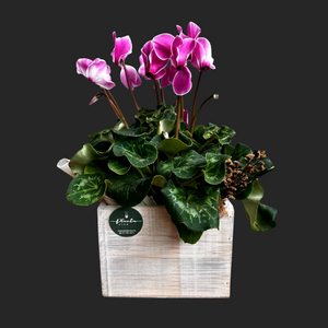 Cyclamen Vintage