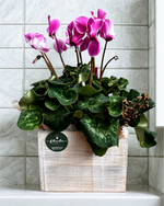 Cargar imagen en el visor de la galería, Cyclamen Vintage
