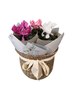 Cargar imagen en el visor de la galería, Cyclamen Cuca
