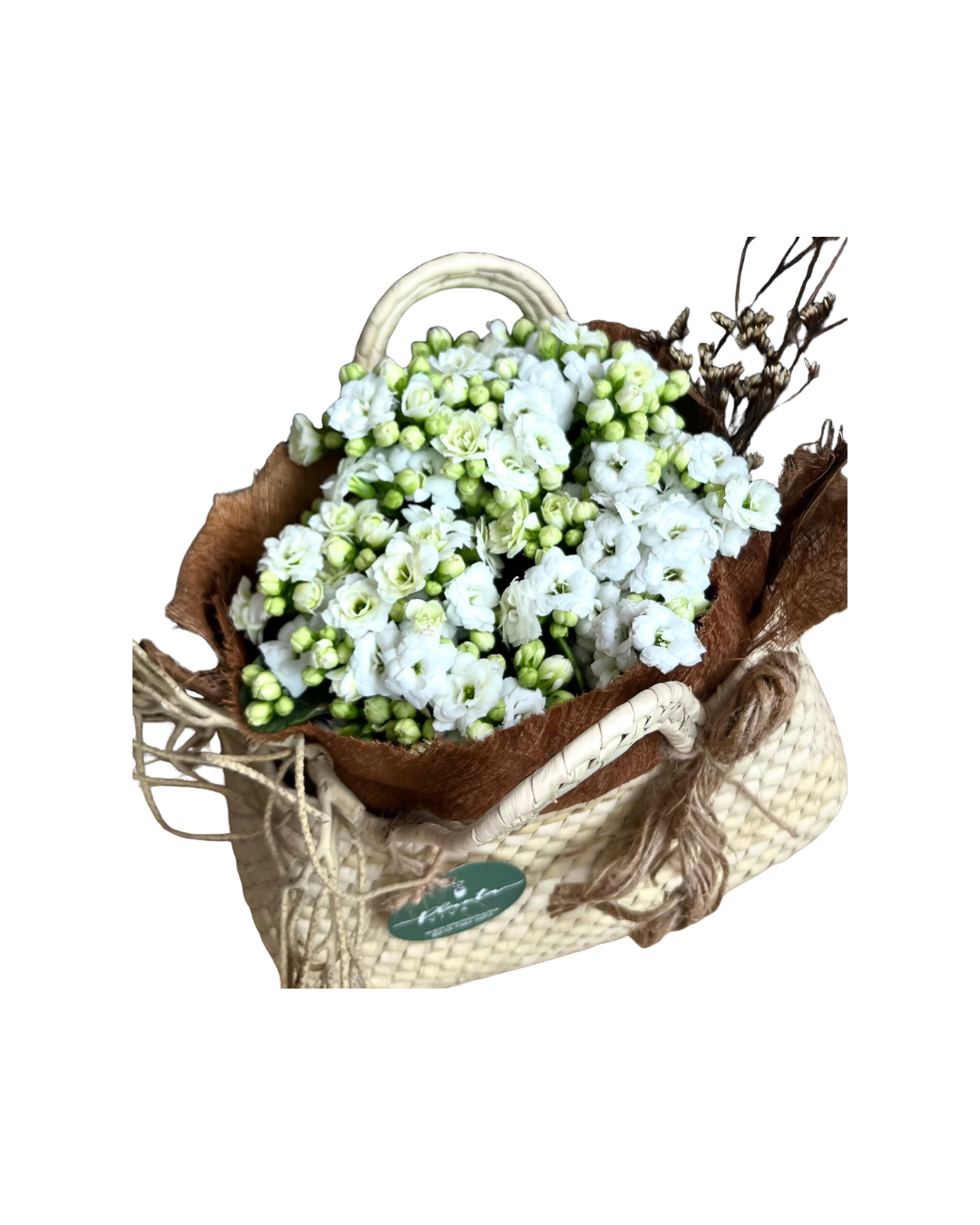 Dulce Kalanchoe